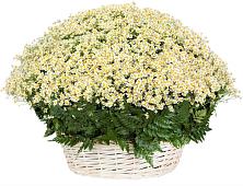 Цветочная композиция из Ромашки в корзине #REPLACE_PRED# Пронске